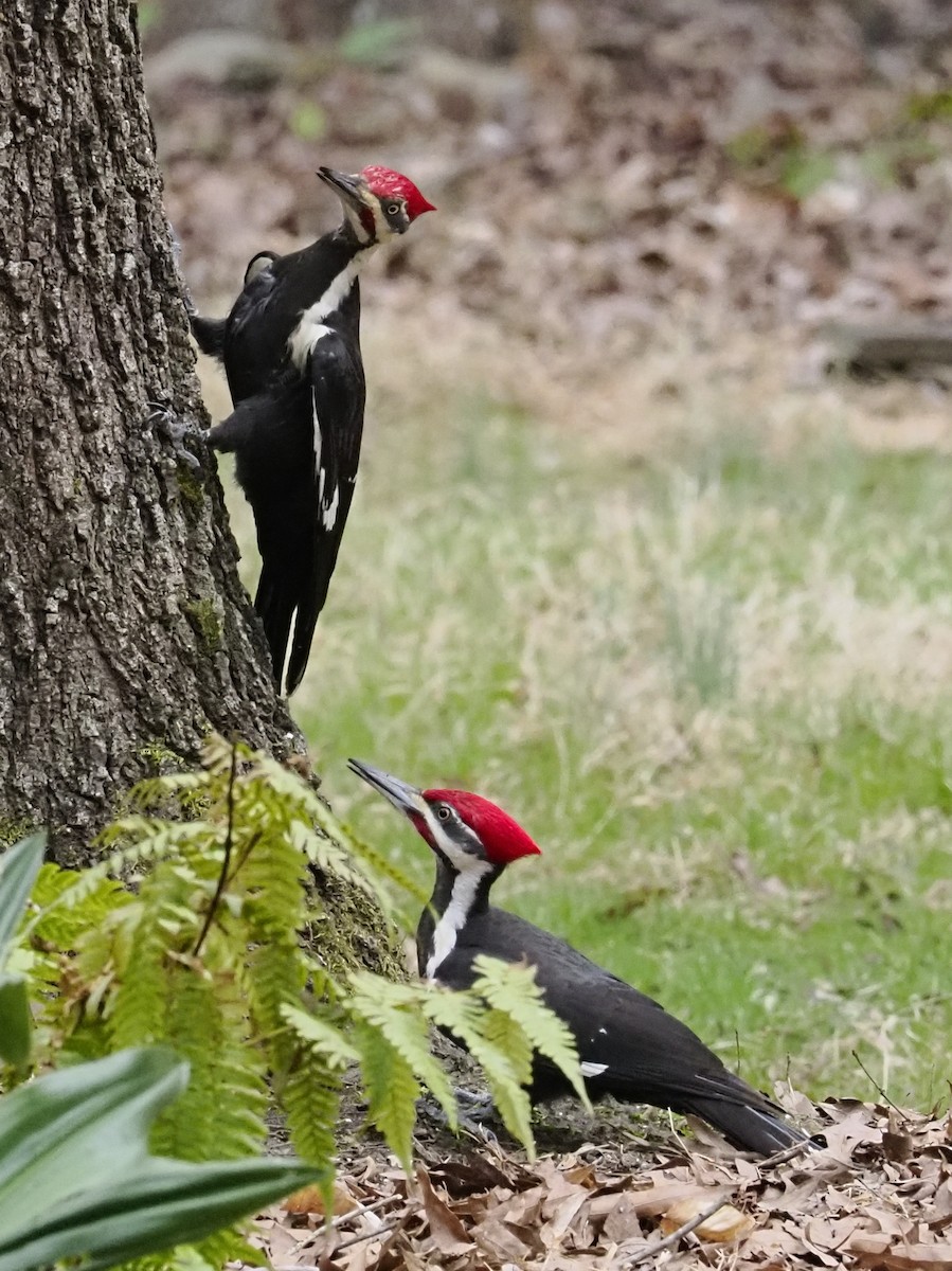 エボシクマゲラ - ML652406713