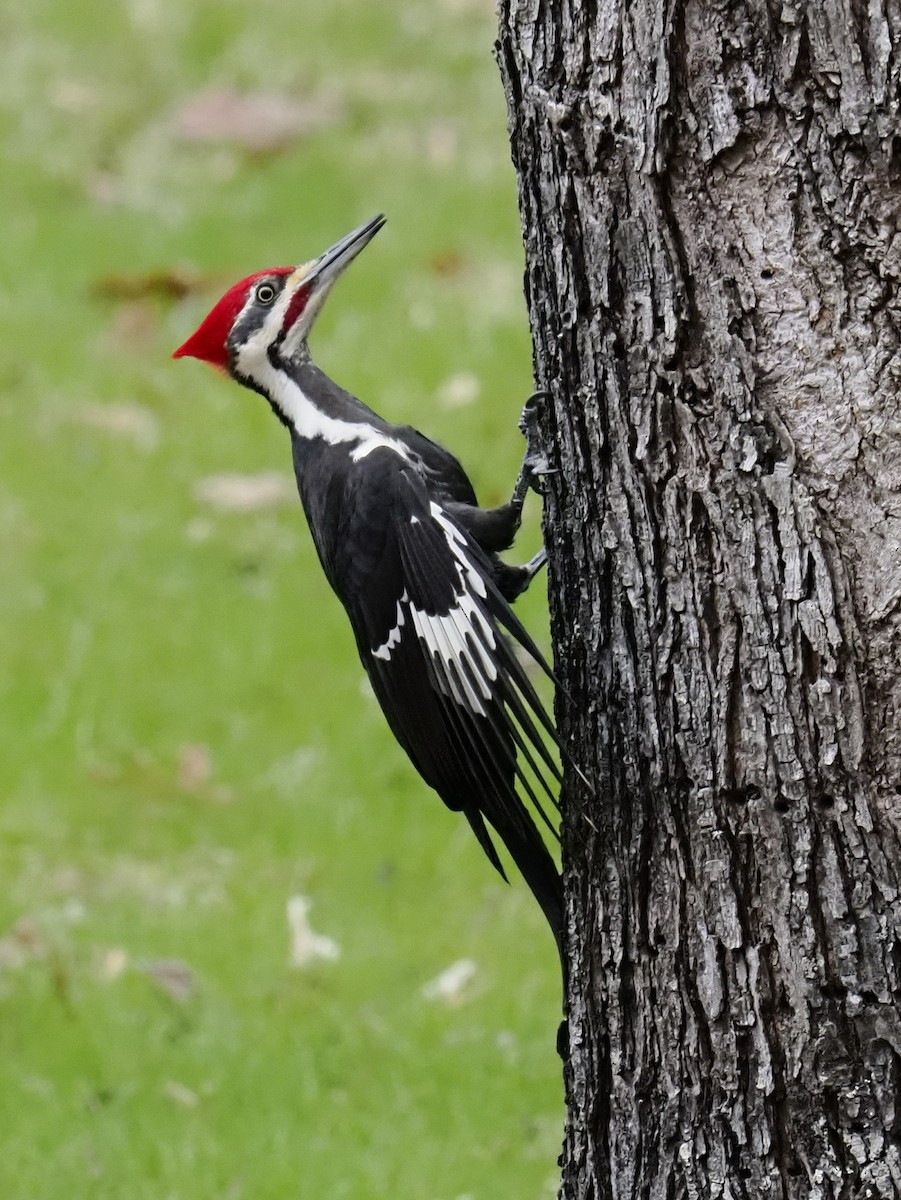 エボシクマゲラ - ML652406715