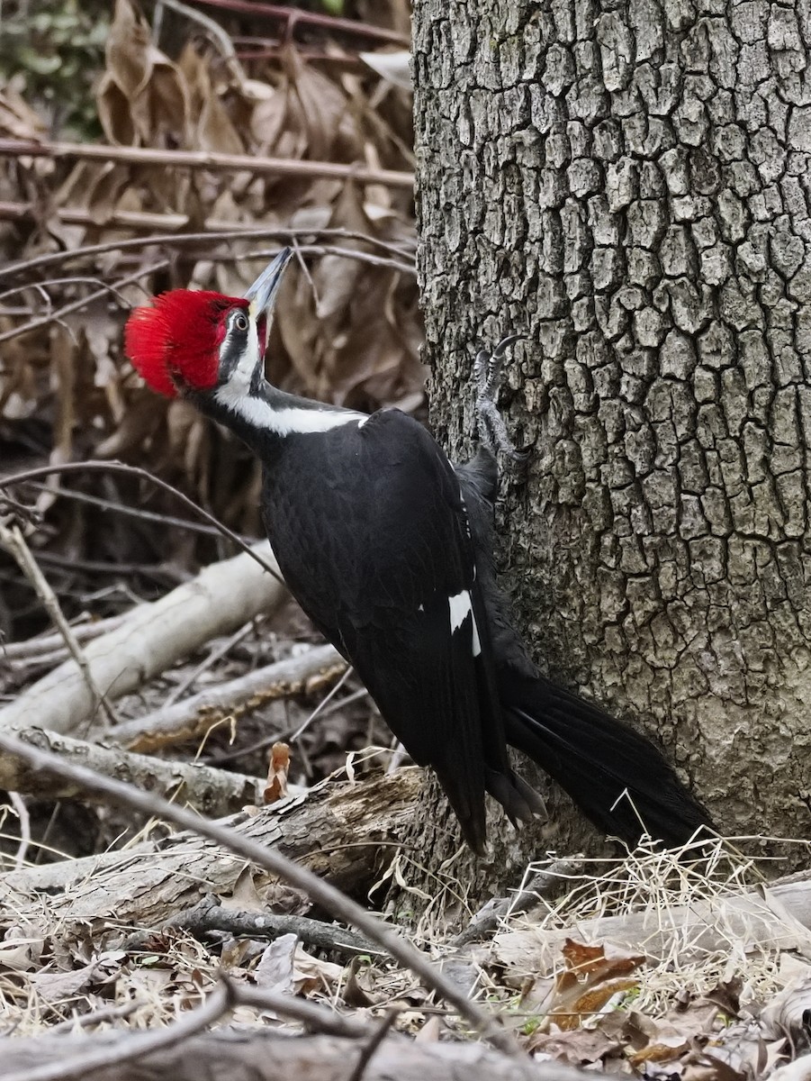 エボシクマゲラ - ML652406716