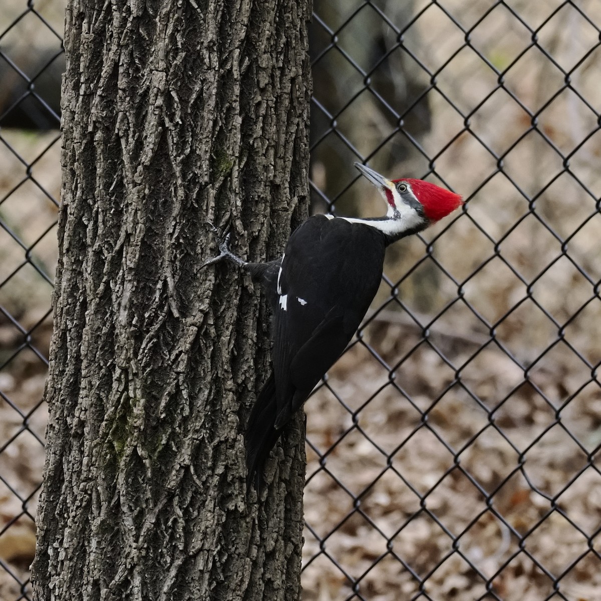 エボシクマゲラ - ML652406717