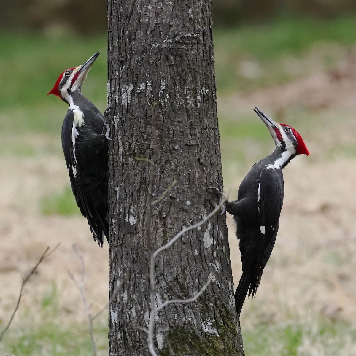 エボシクマゲラ - ML652406718