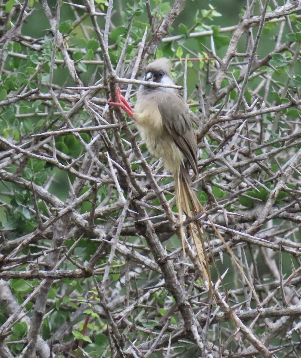 Speckled Mousebird - ML652406979