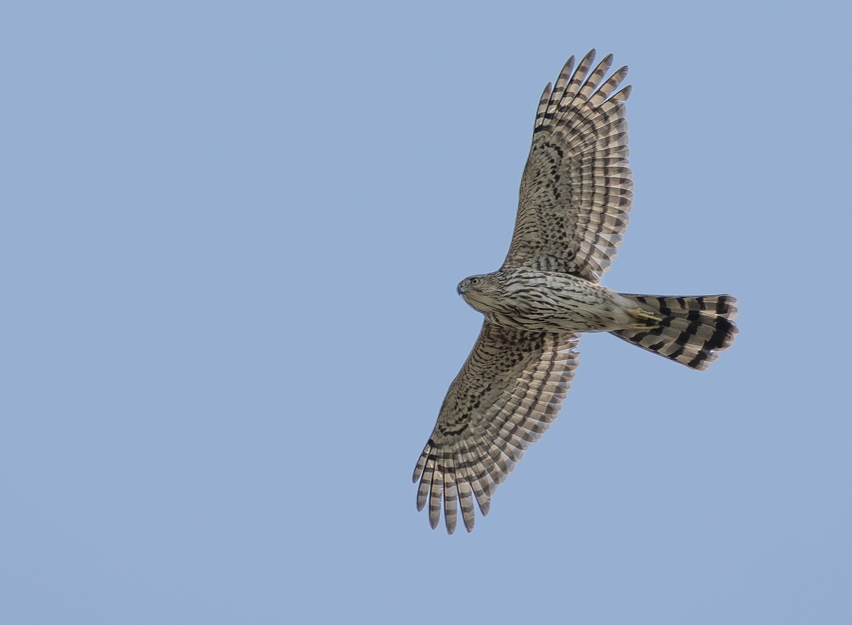 クーパーハイタカ - ML652407015