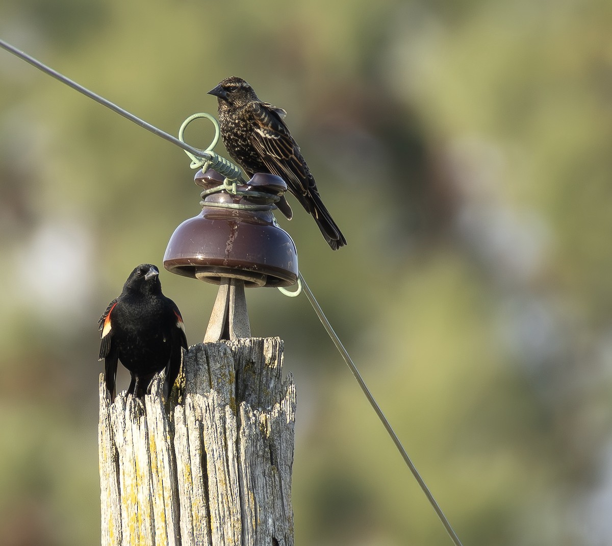 ハゴロモガラス - ML652407024