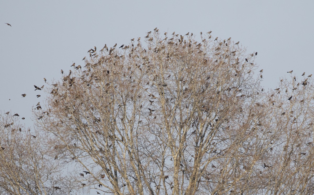 ハゴロモガラス - ML652407026