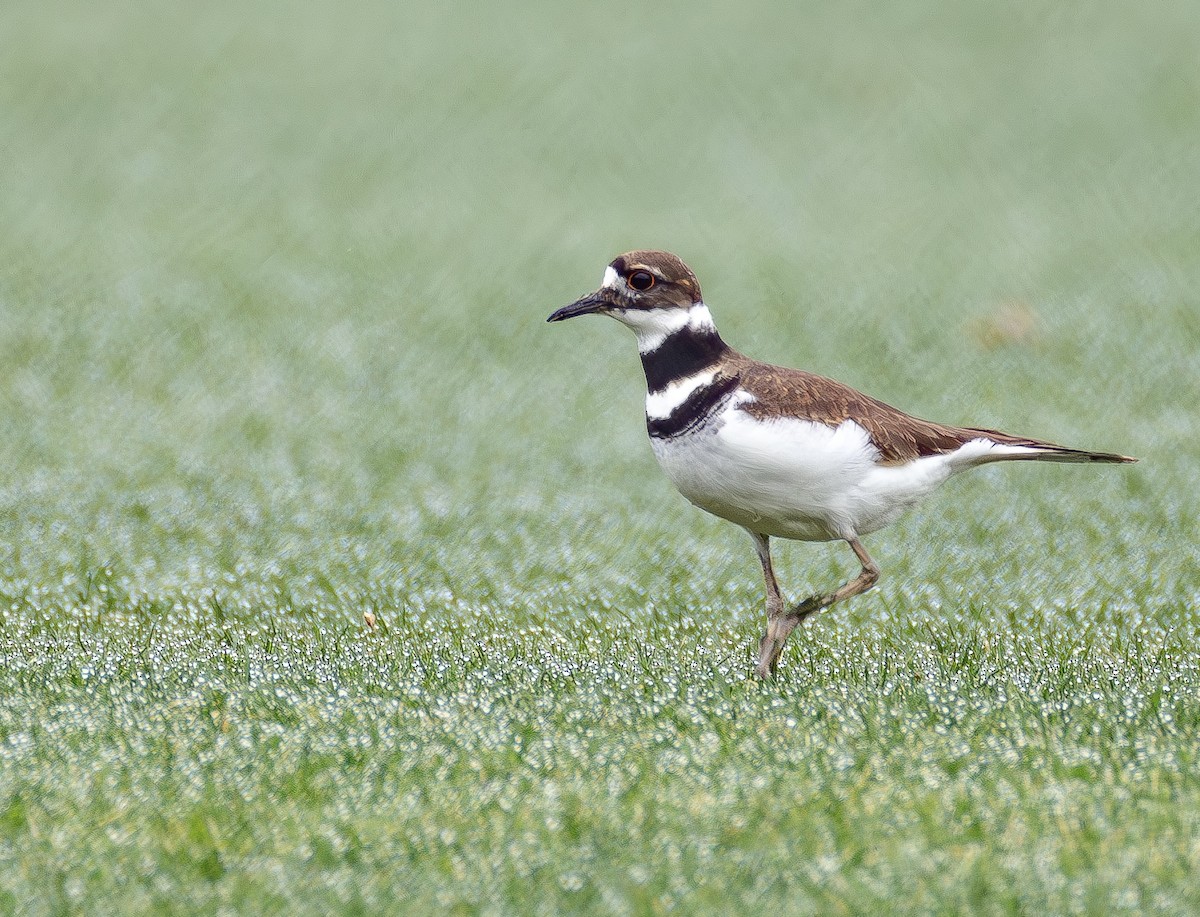 フタオビチドリ - ML652407058