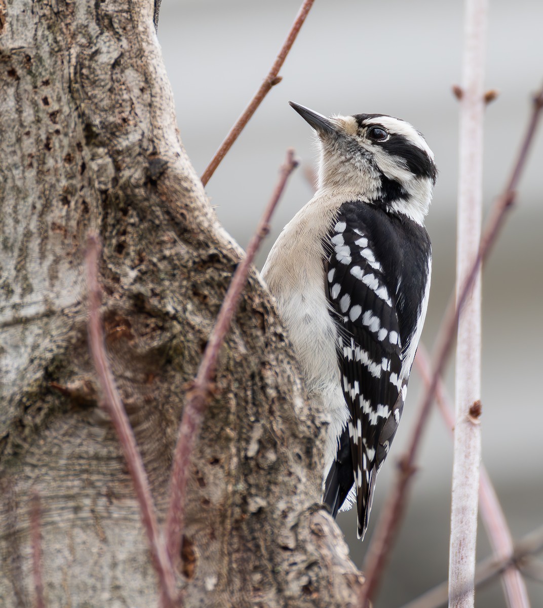 セジロコゲラ - ML652407067
