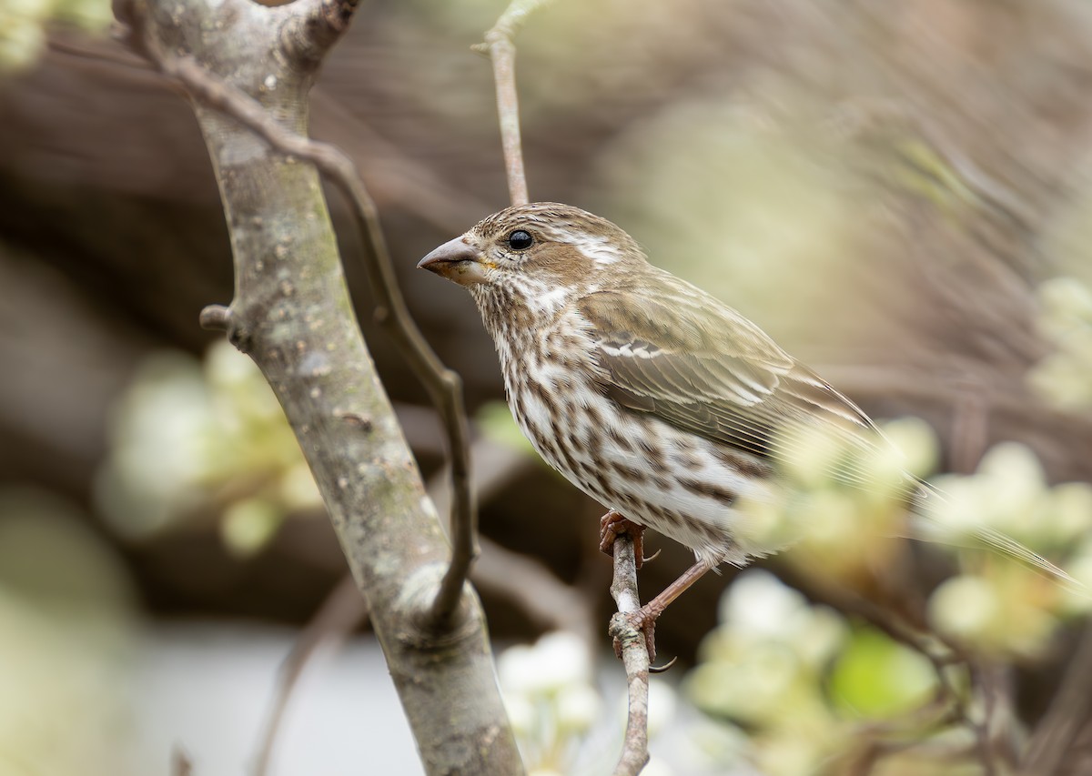 ムラサキマシコ - ML652407080