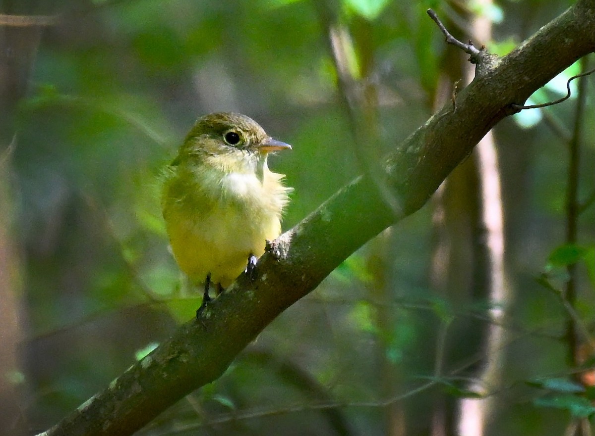 Восточный мухолов - ML652407085