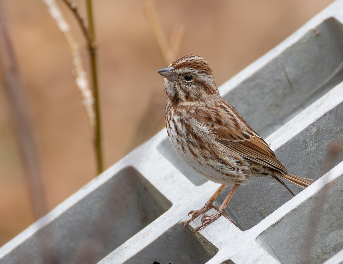 ウタスズメ - ML652407087