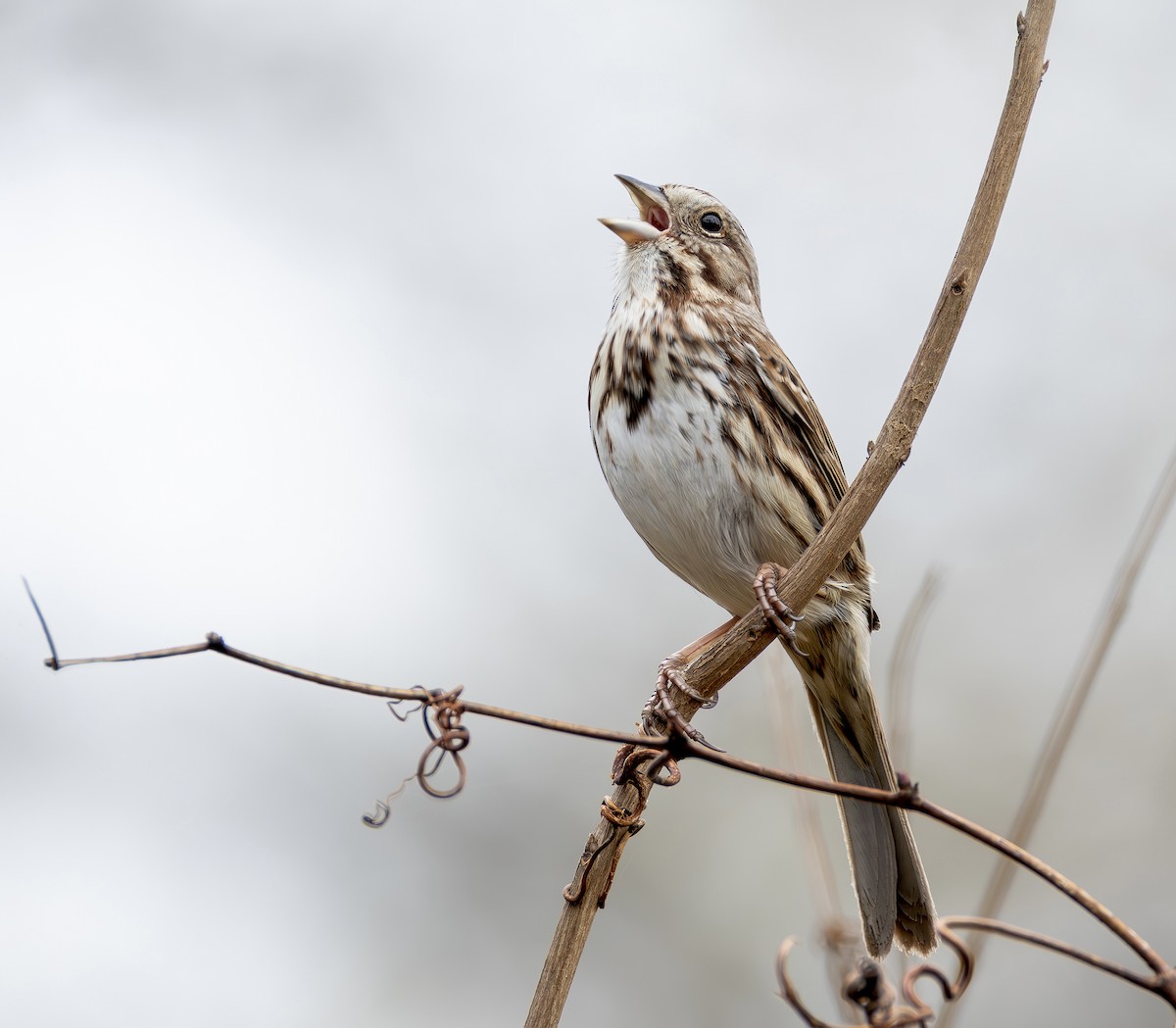 ウタスズメ - ML652407128
