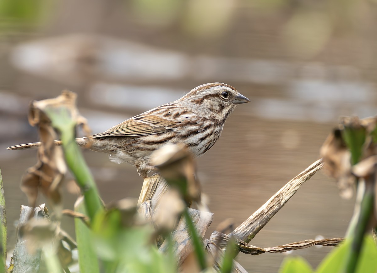 ウタスズメ - ML652407129