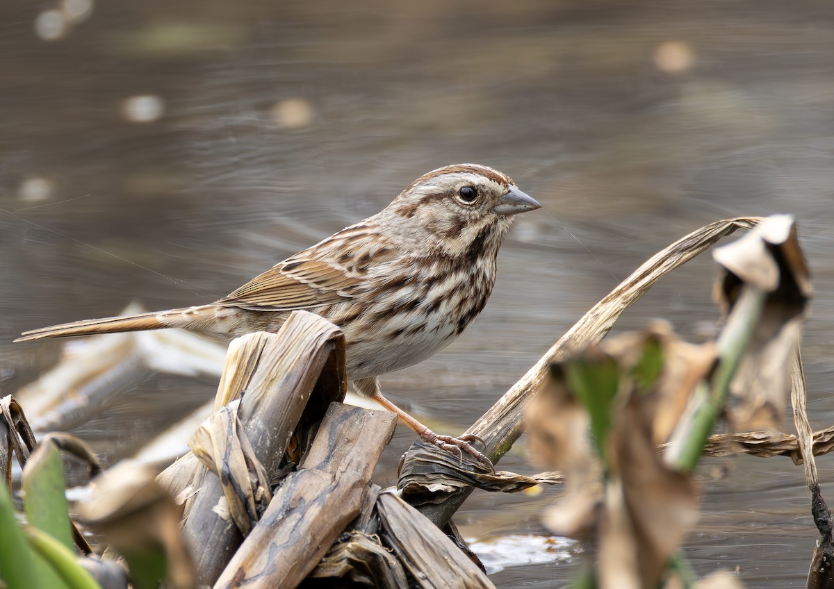 ウタスズメ - ML652407130