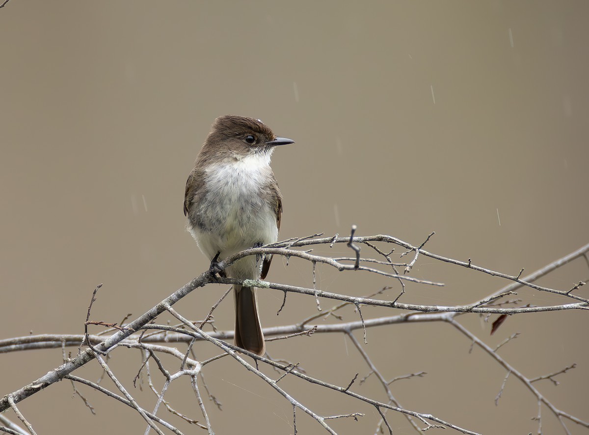 ツキヒメハエトリ - ML652407154