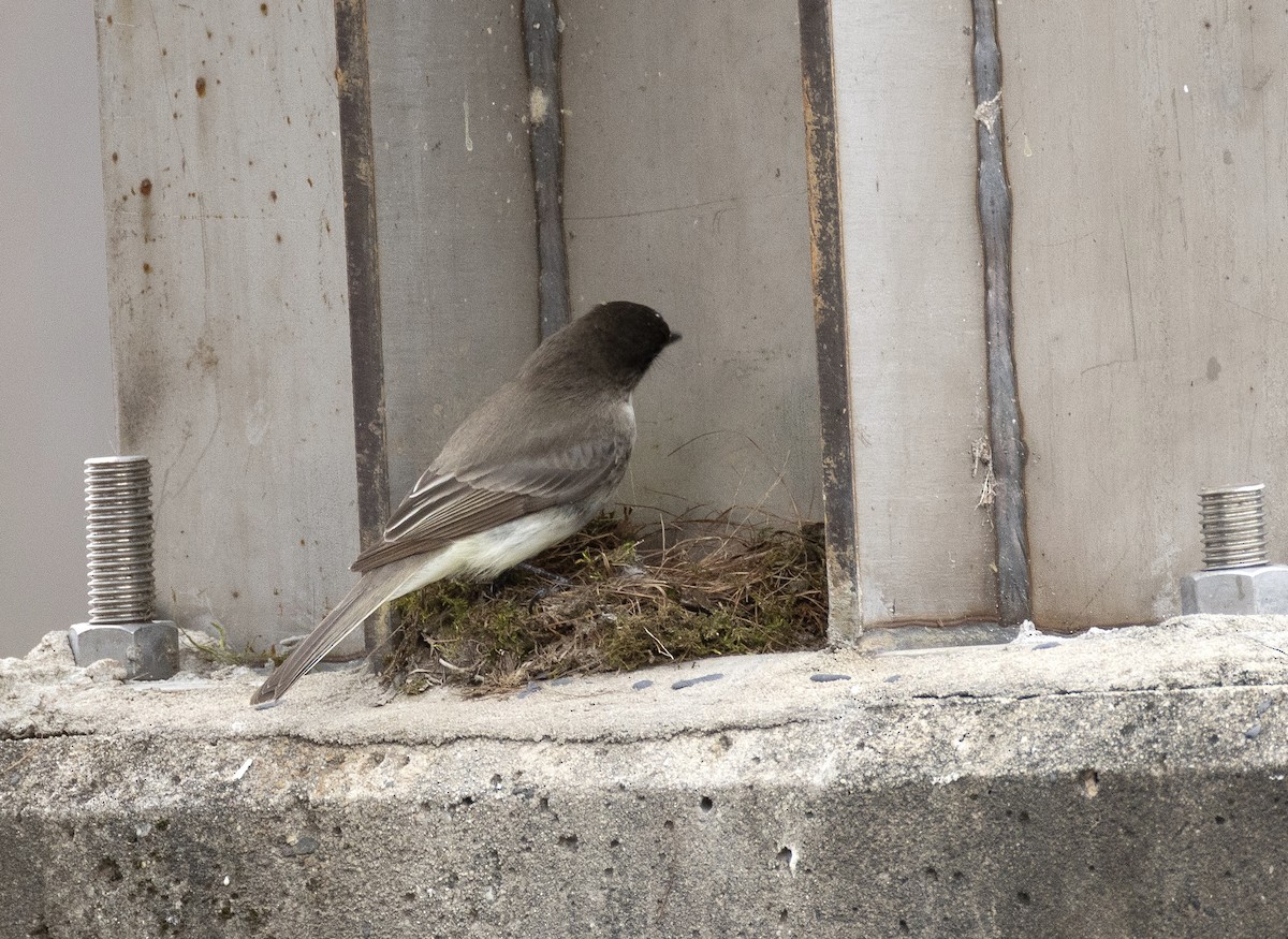 ツキヒメハエトリ - ML652407155