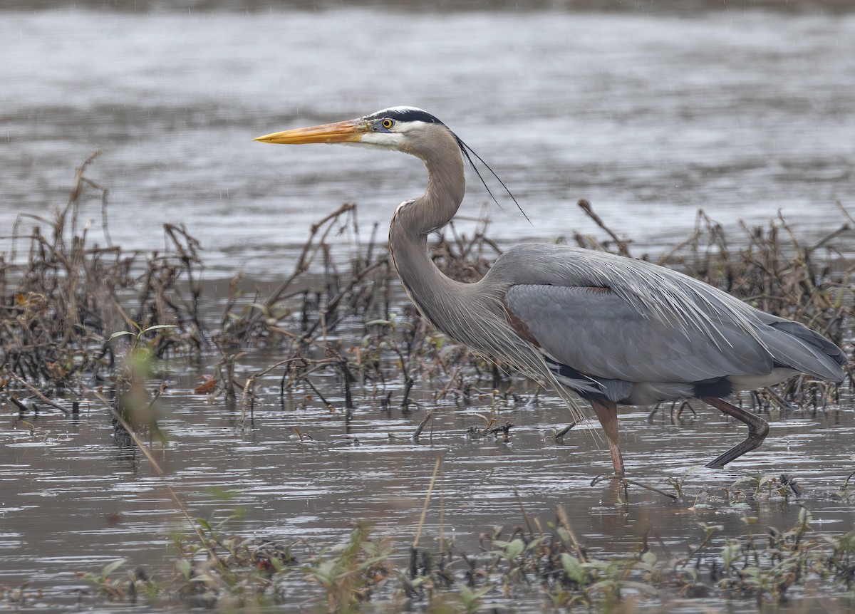 オオアオサギ - ML652407163