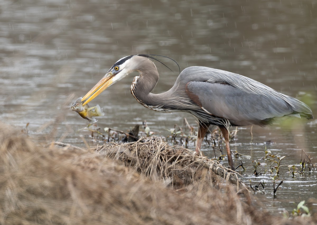 オオアオサギ - ML652407164
