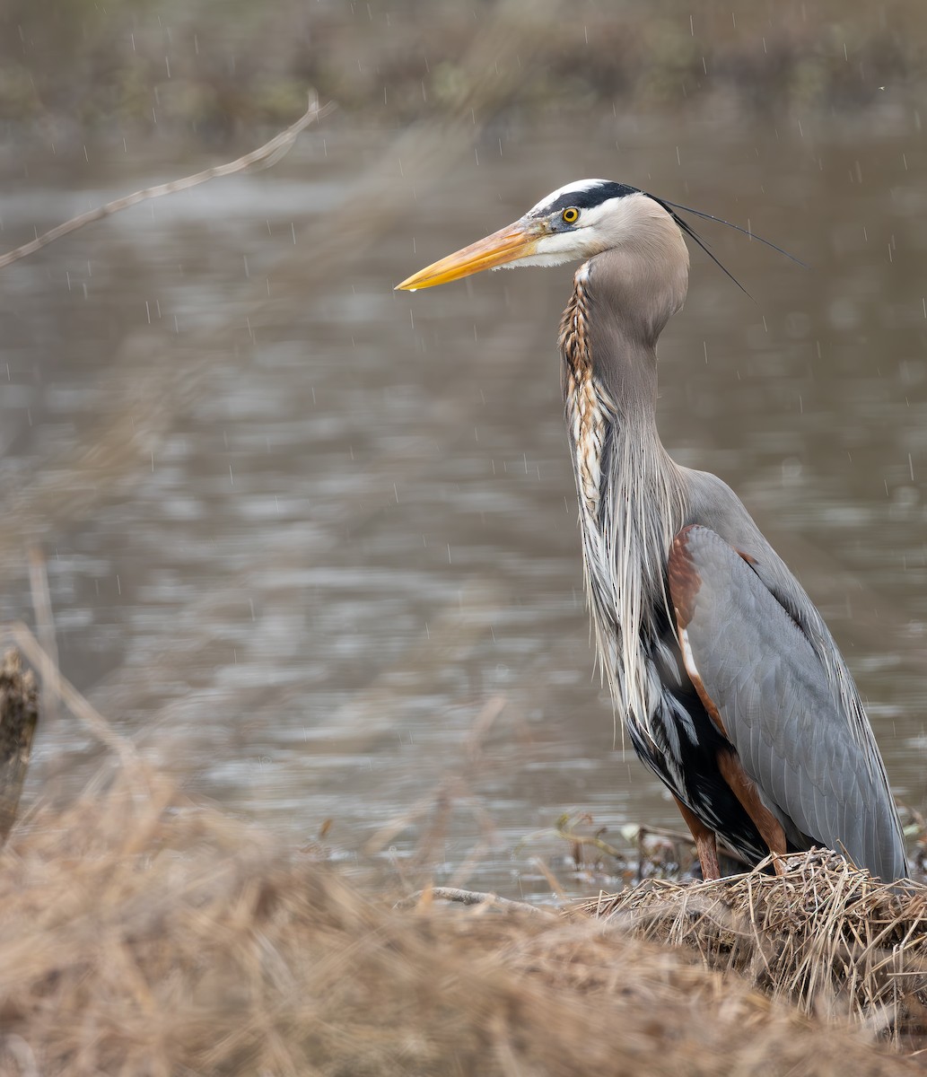 オオアオサギ - ML652407165