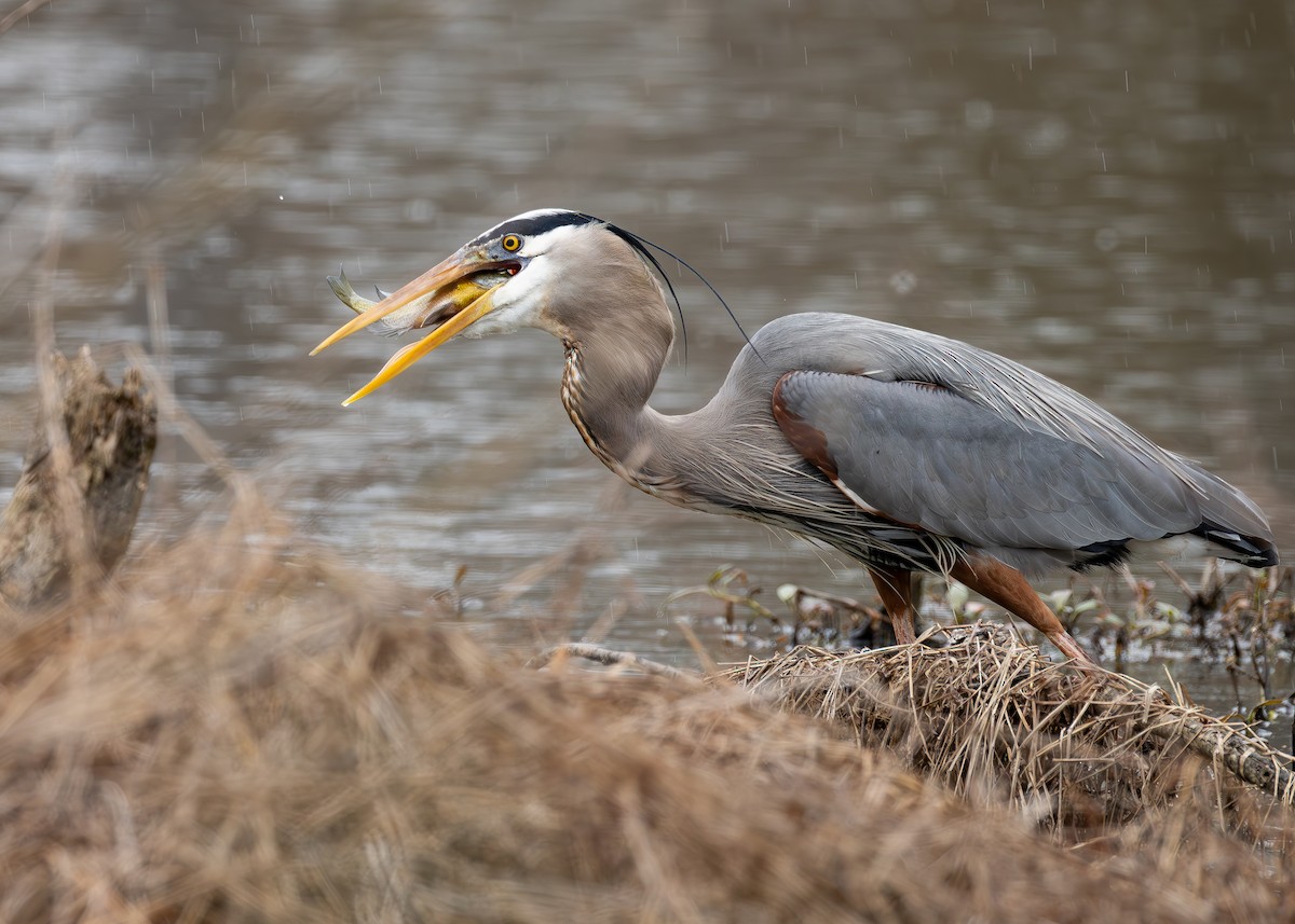 オオアオサギ - ML652407167