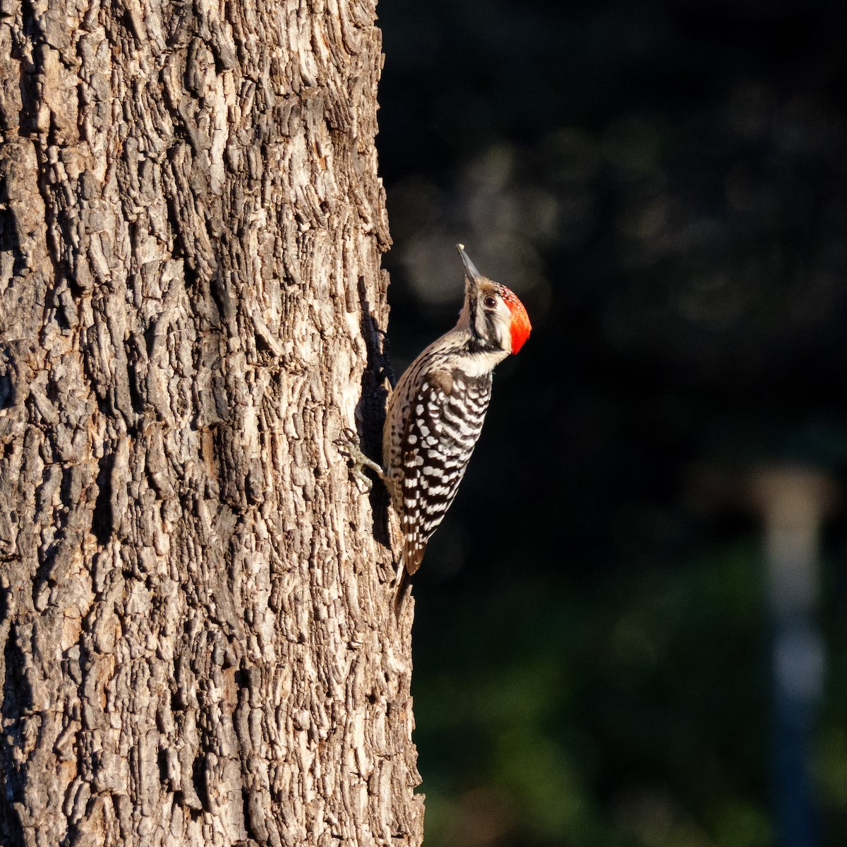 strakapoud proužkohřbetý - ML652407218