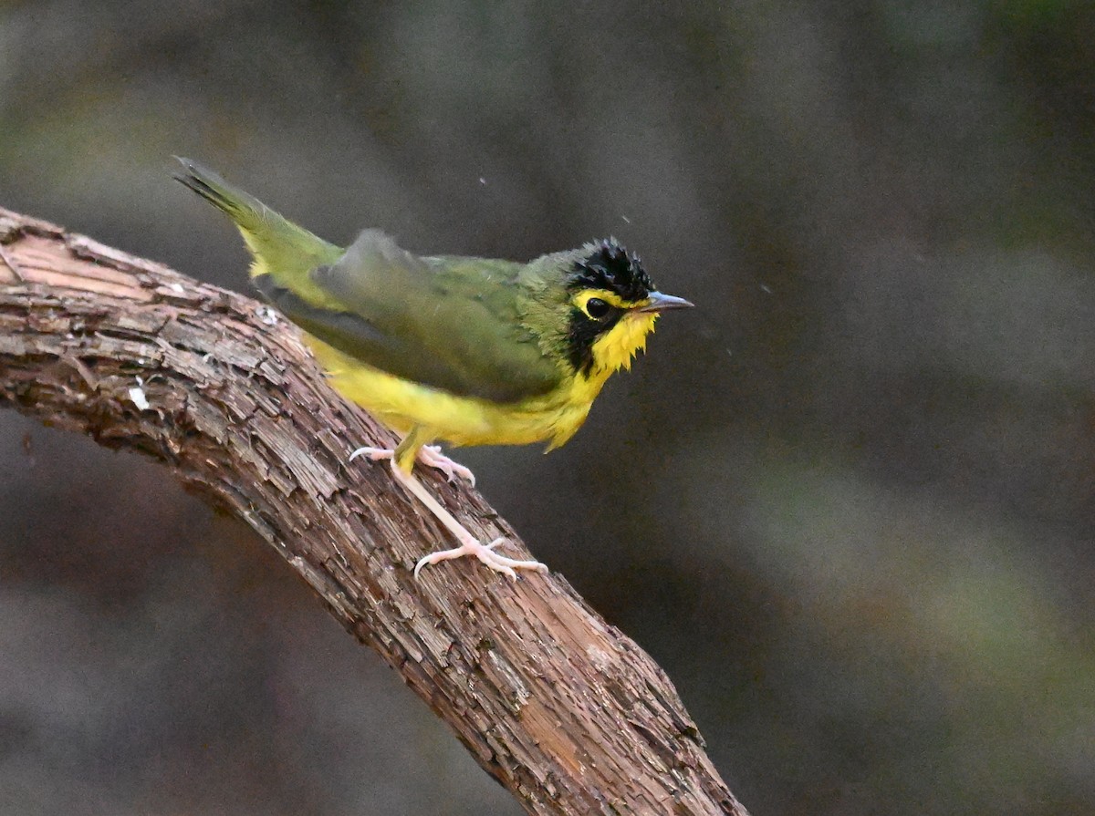 kentuckyparula - ML652407234