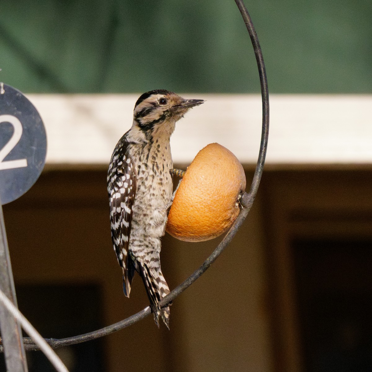 strakapoud proužkohřbetý - ML652407253