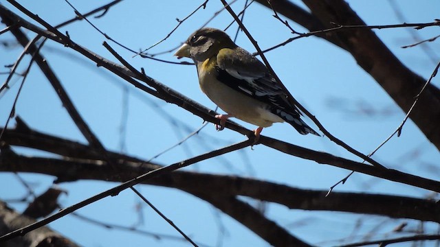 Evening Grosbeak - ML652407643