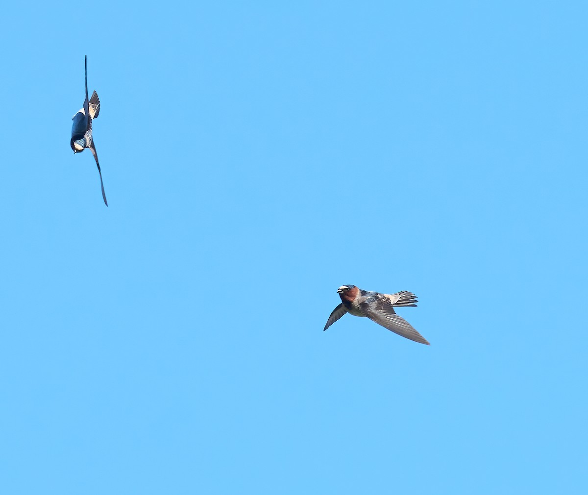 Cliff Swallow - ML652407845