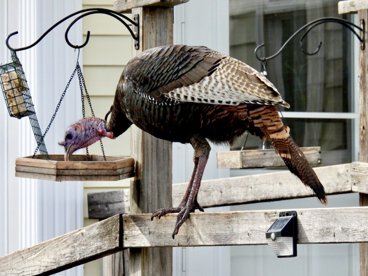 Wild Turkey - ML652408163