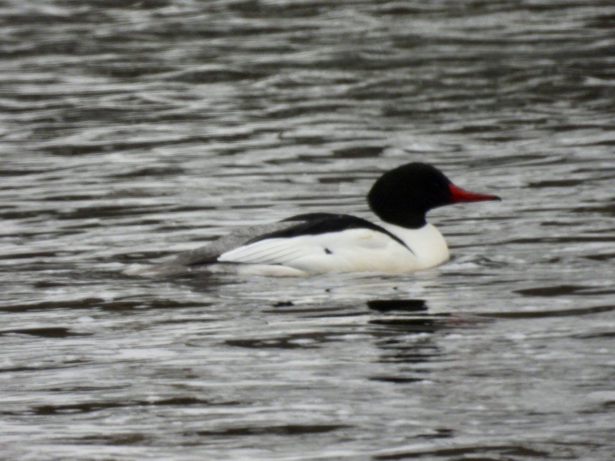 비오리 - ML652408213