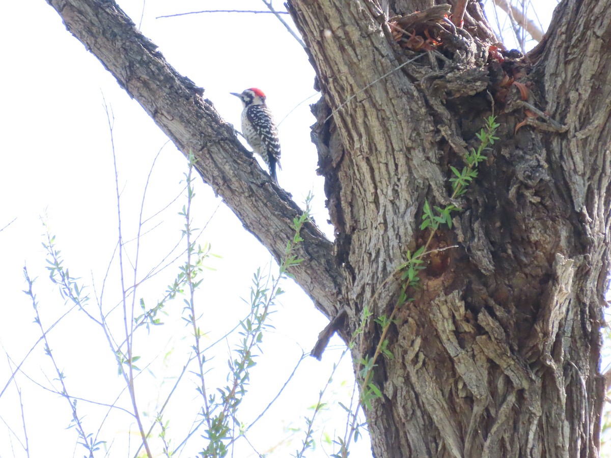 strakapoud proužkohřbetý - ML652408430