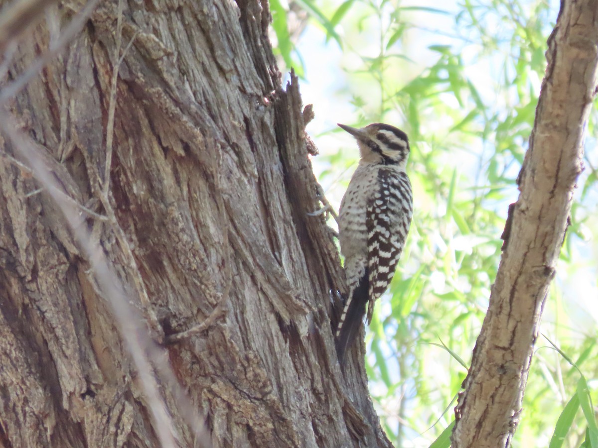 strakapoud proužkohřbetý - ML652408431