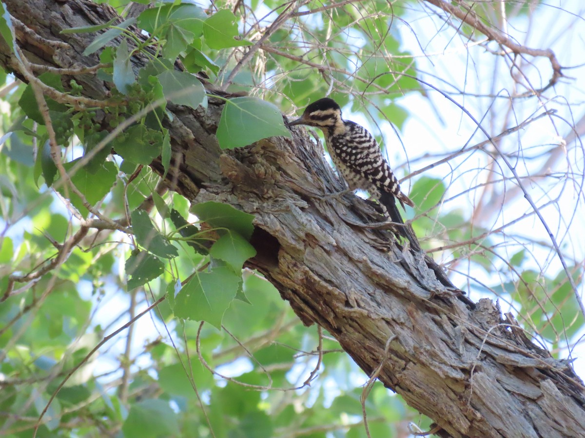 strakapoud proužkohřbetý - ML652408432
