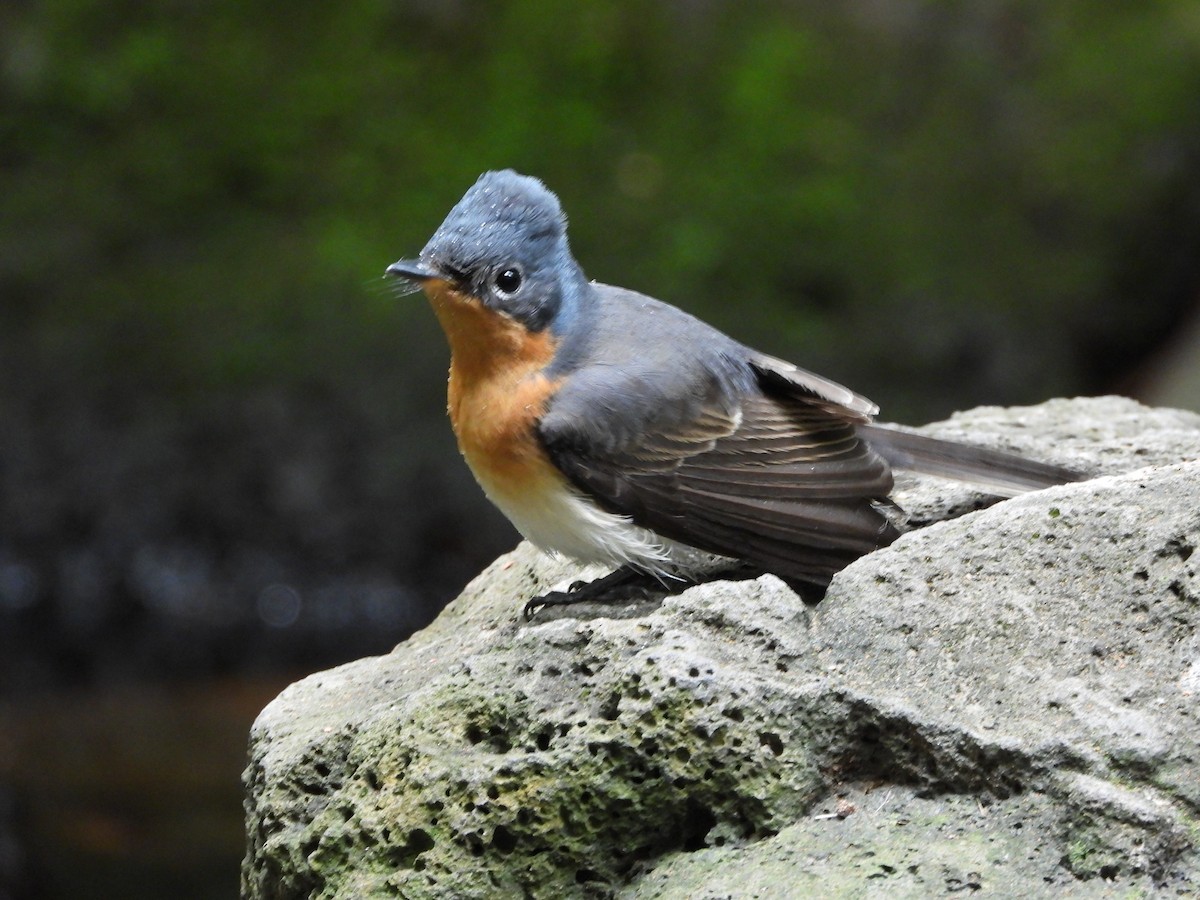 Шёлковая миагра - ML652409131