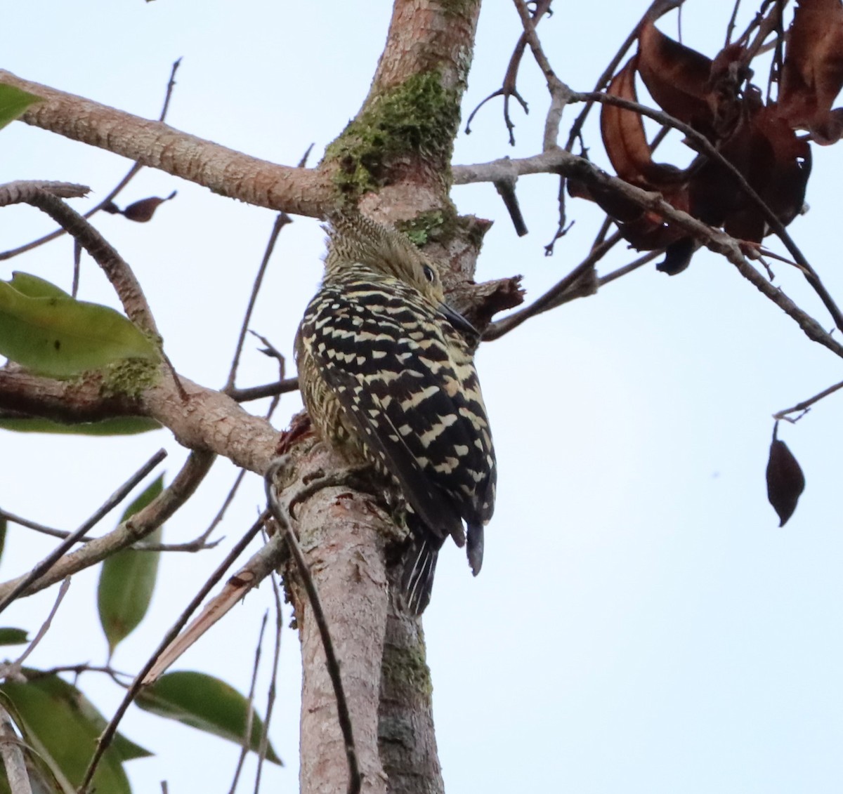 ヒメカレハゲラ - ML652409248