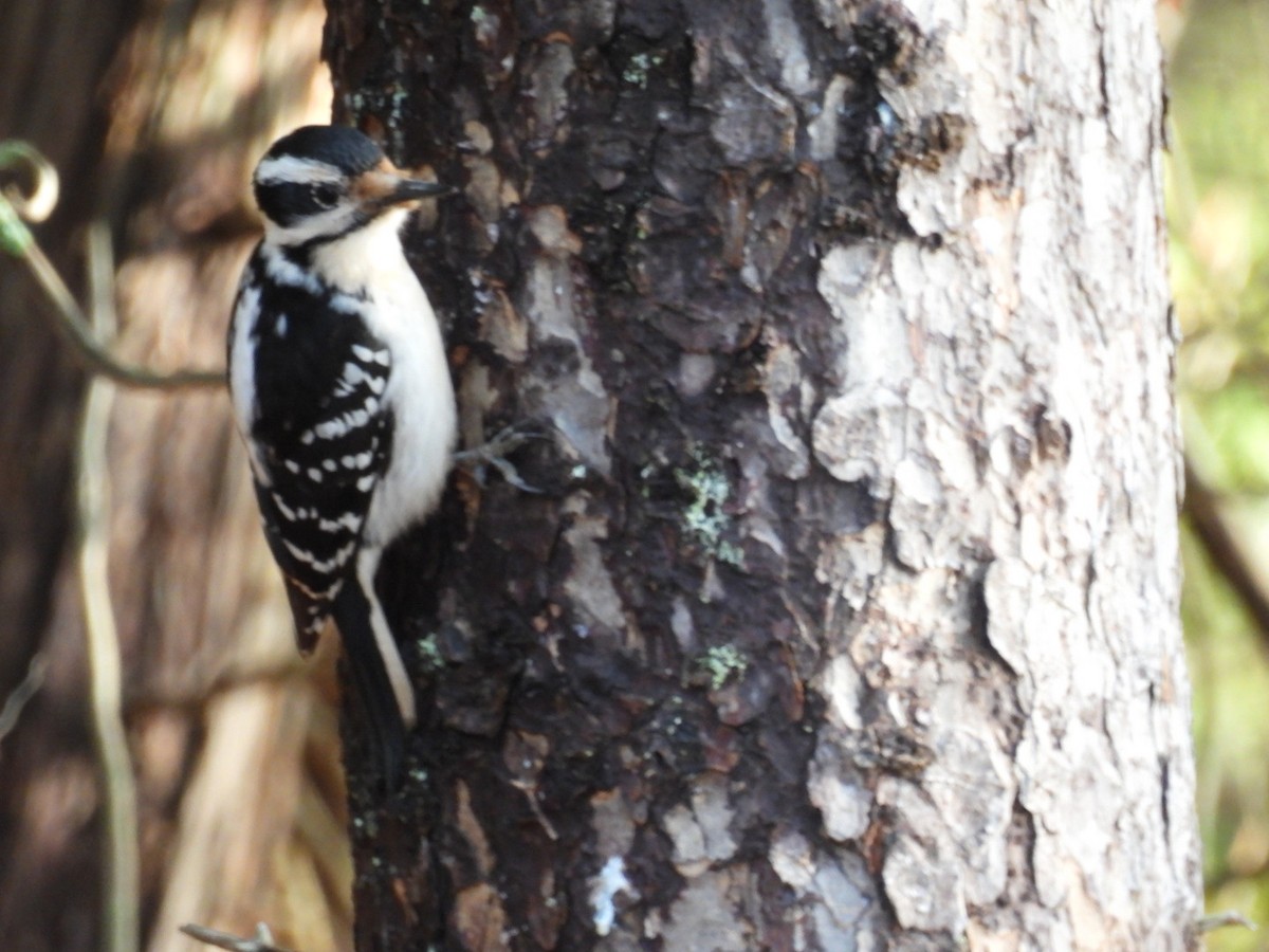 Hairy Woodpecker - ML652410043