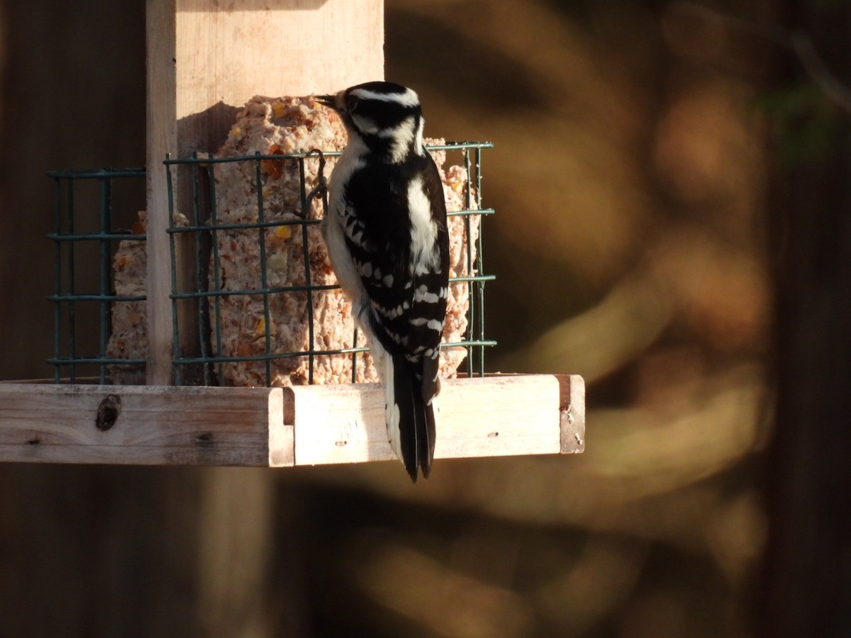 Downy Woodpecker - ML652410074