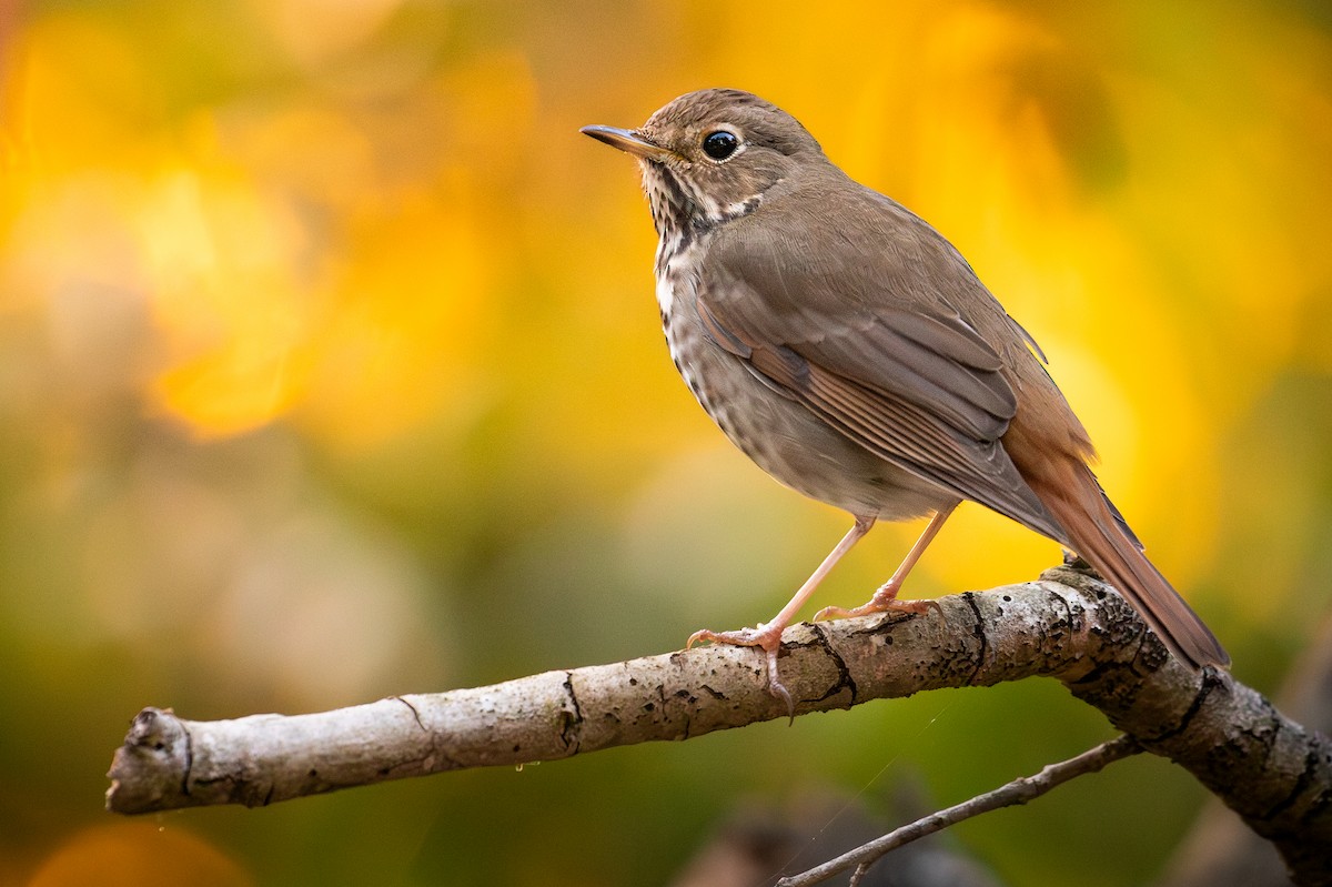 Hermit Thrush - ML652410096