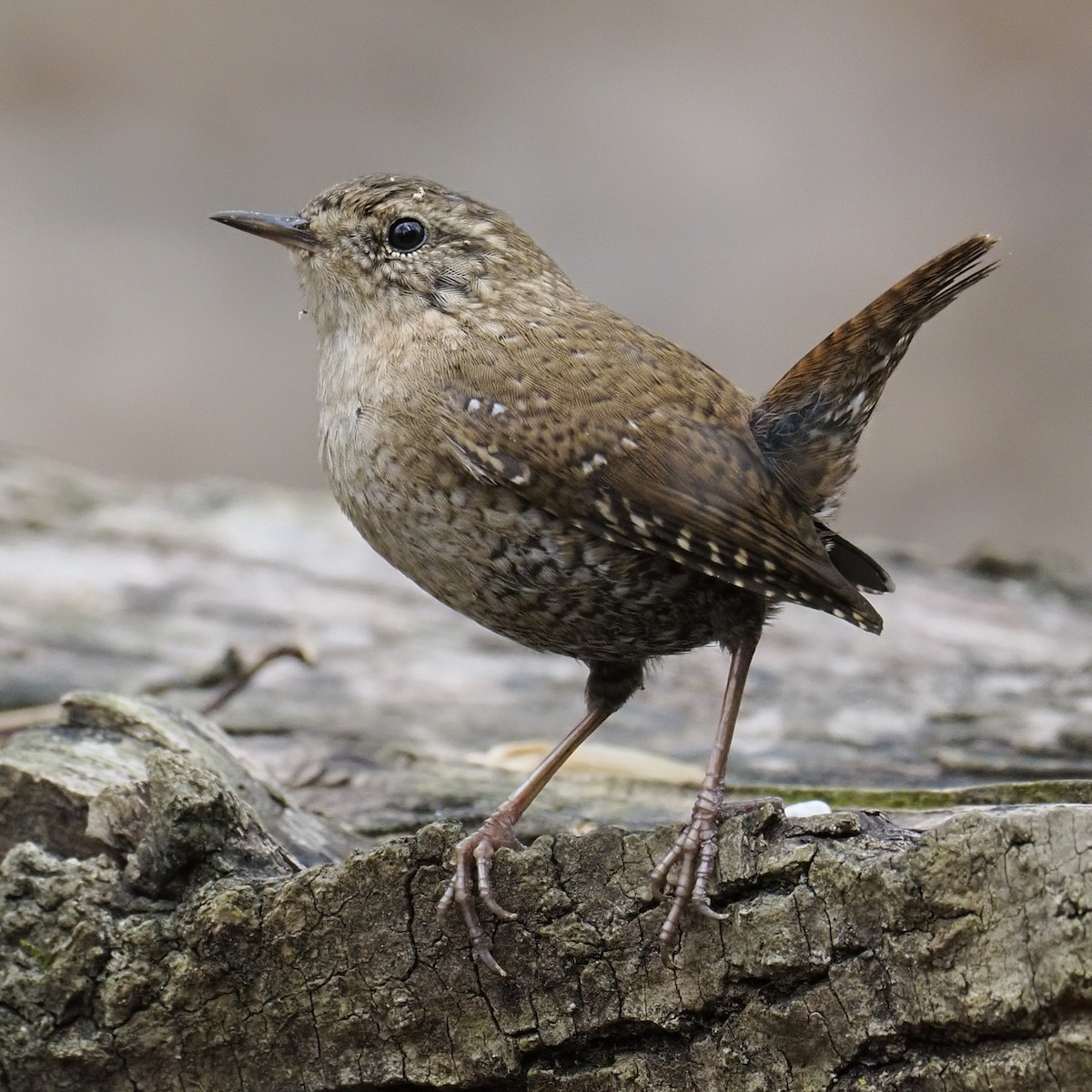 フユミソサザイ - ML652410152