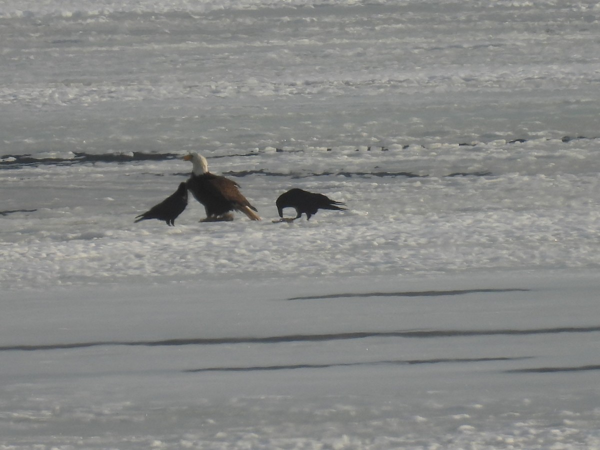 Bald Eagle - ML652410163