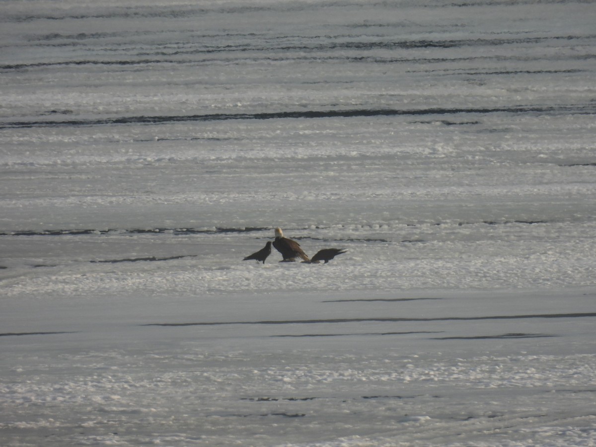 Bald Eagle - ML652410164