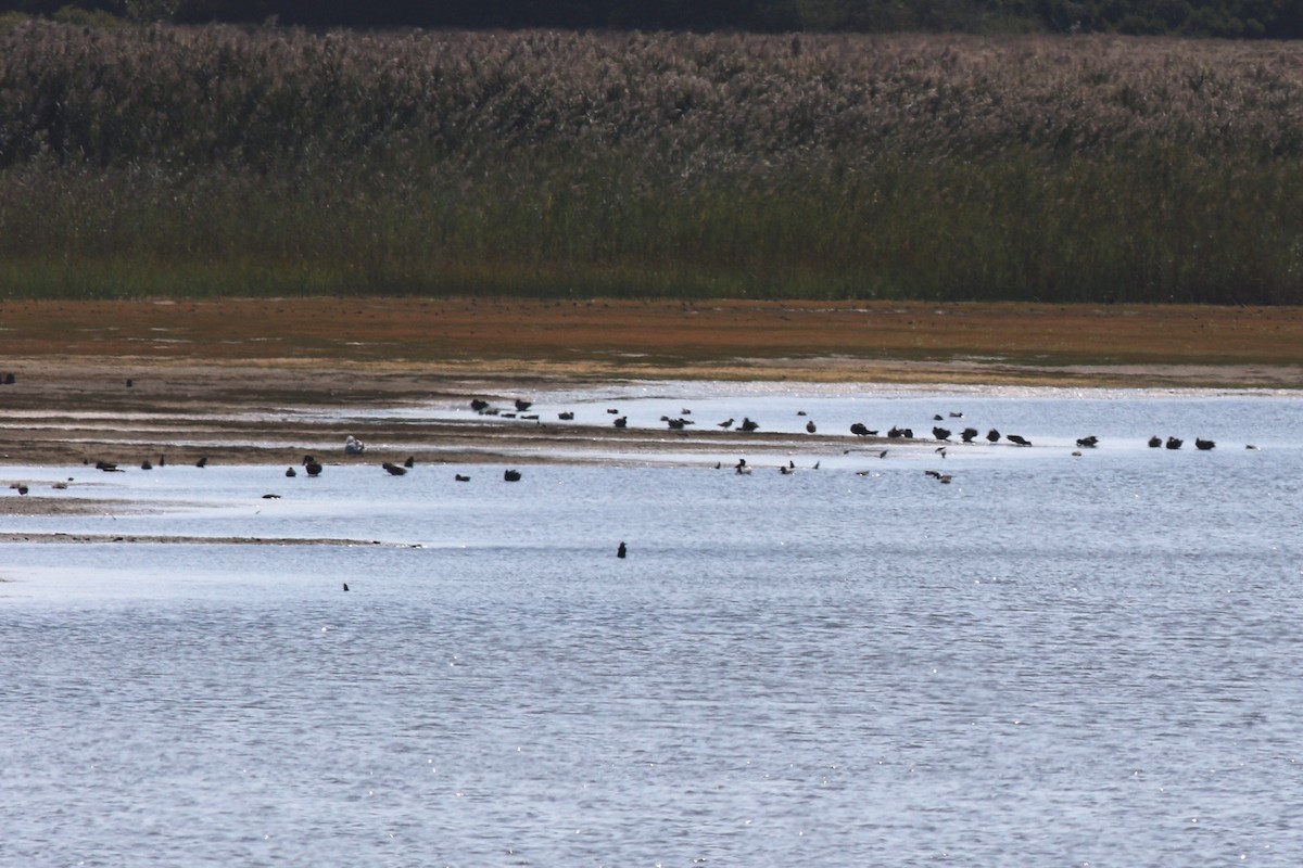 Green-winged Teal (American) - ML652410317