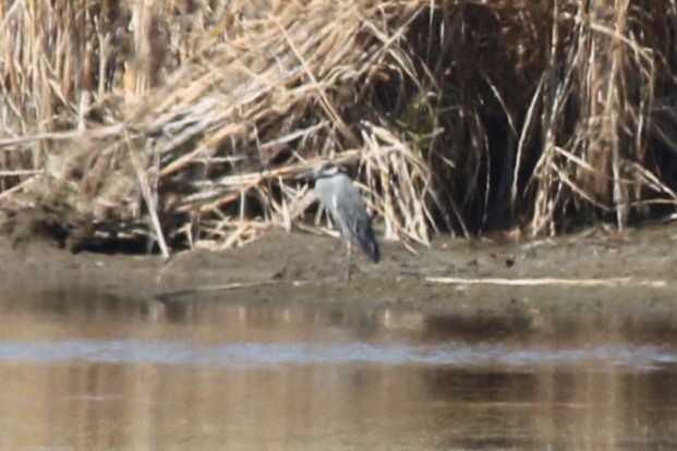 Yellow-crowned Night Heron - ML652410345