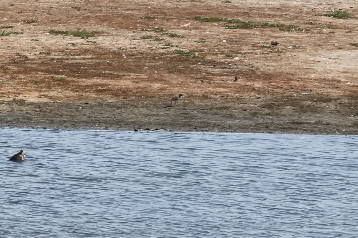 Buff-breasted Sandpiper - ML652410388
