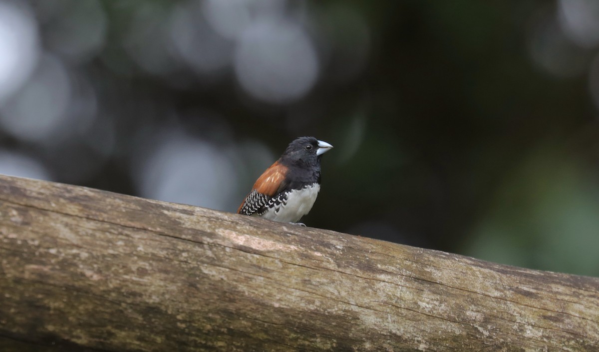 Black-and-white Mannikin (Red-backed) - ML652410389