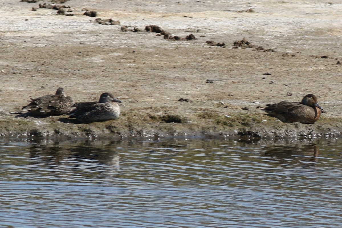 Green-winged Teal (American) - ML652410415