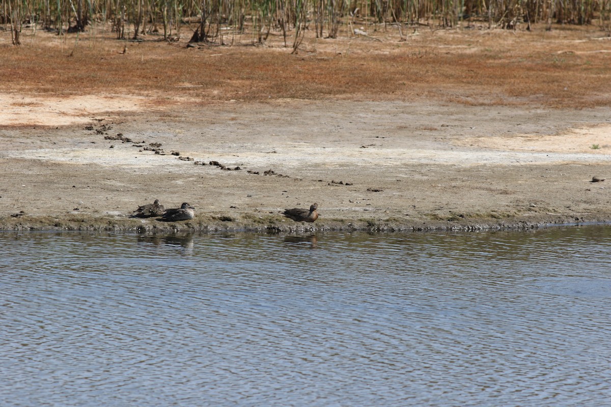 Green-winged Teal (American) - ML652410417