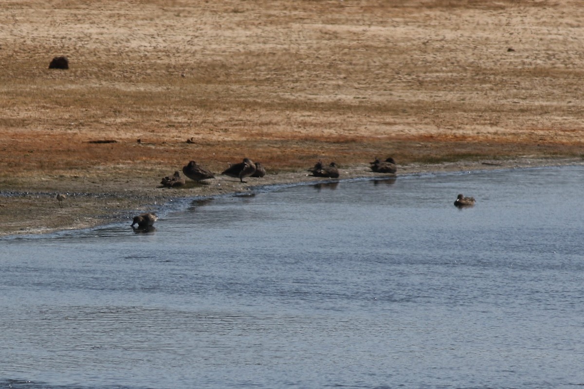 Green-winged Teal (American) - ML652410433
