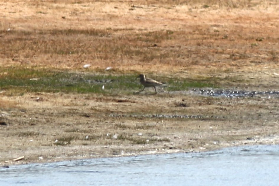 Buff-breasted Sandpiper - ML652410463