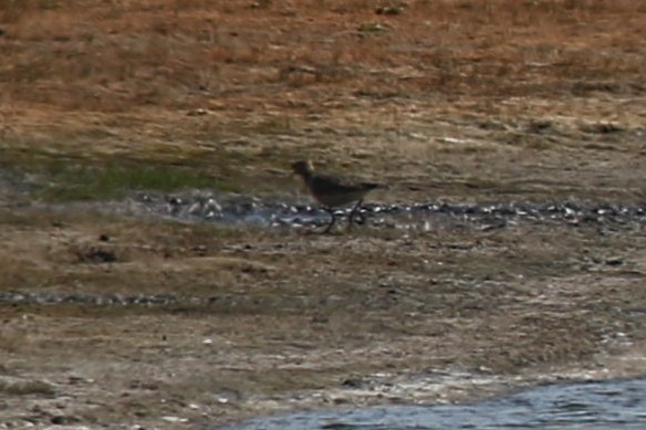 Buff-breasted Sandpiper - ML652410464